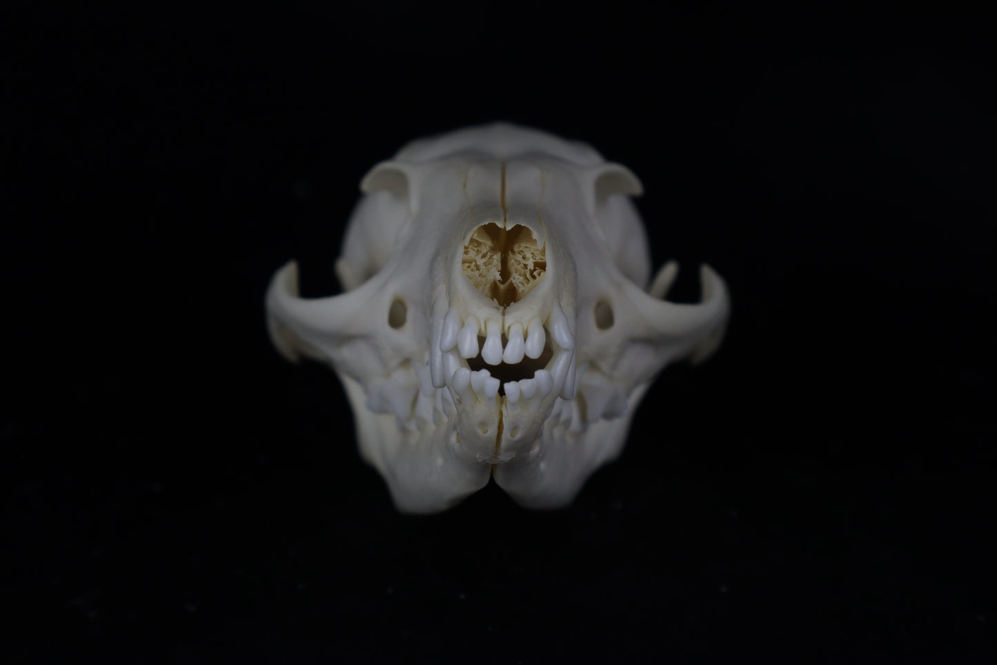 Gray Fox Skull