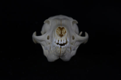 Gray Fox Skull