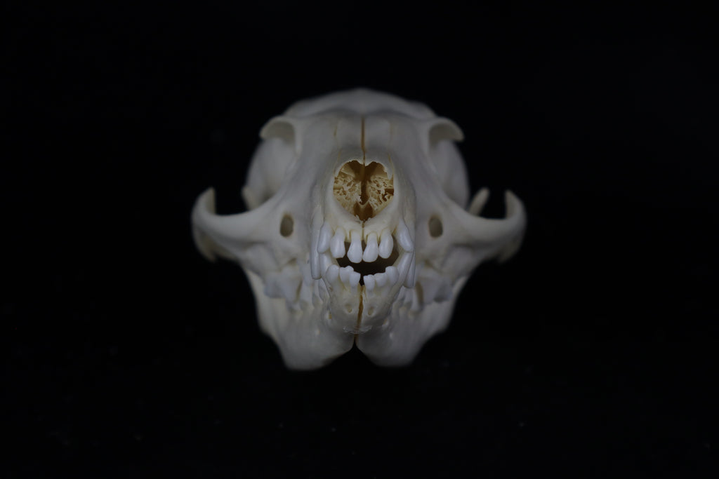 Gray Fox Skull