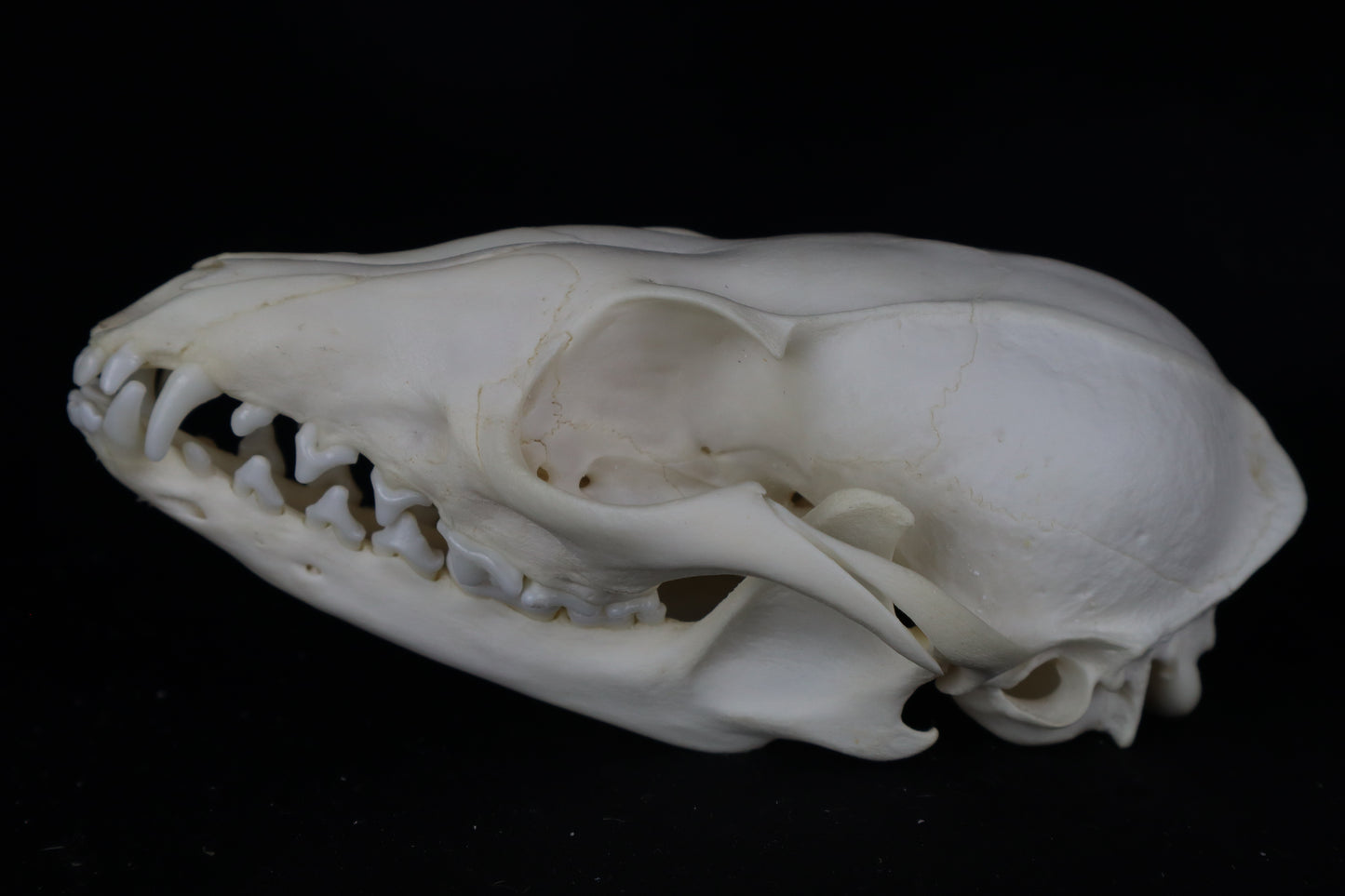 Gray Fox Skull