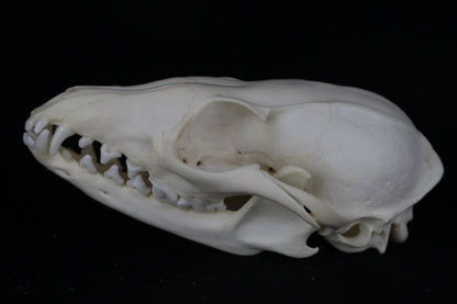 Gray Fox Skull
