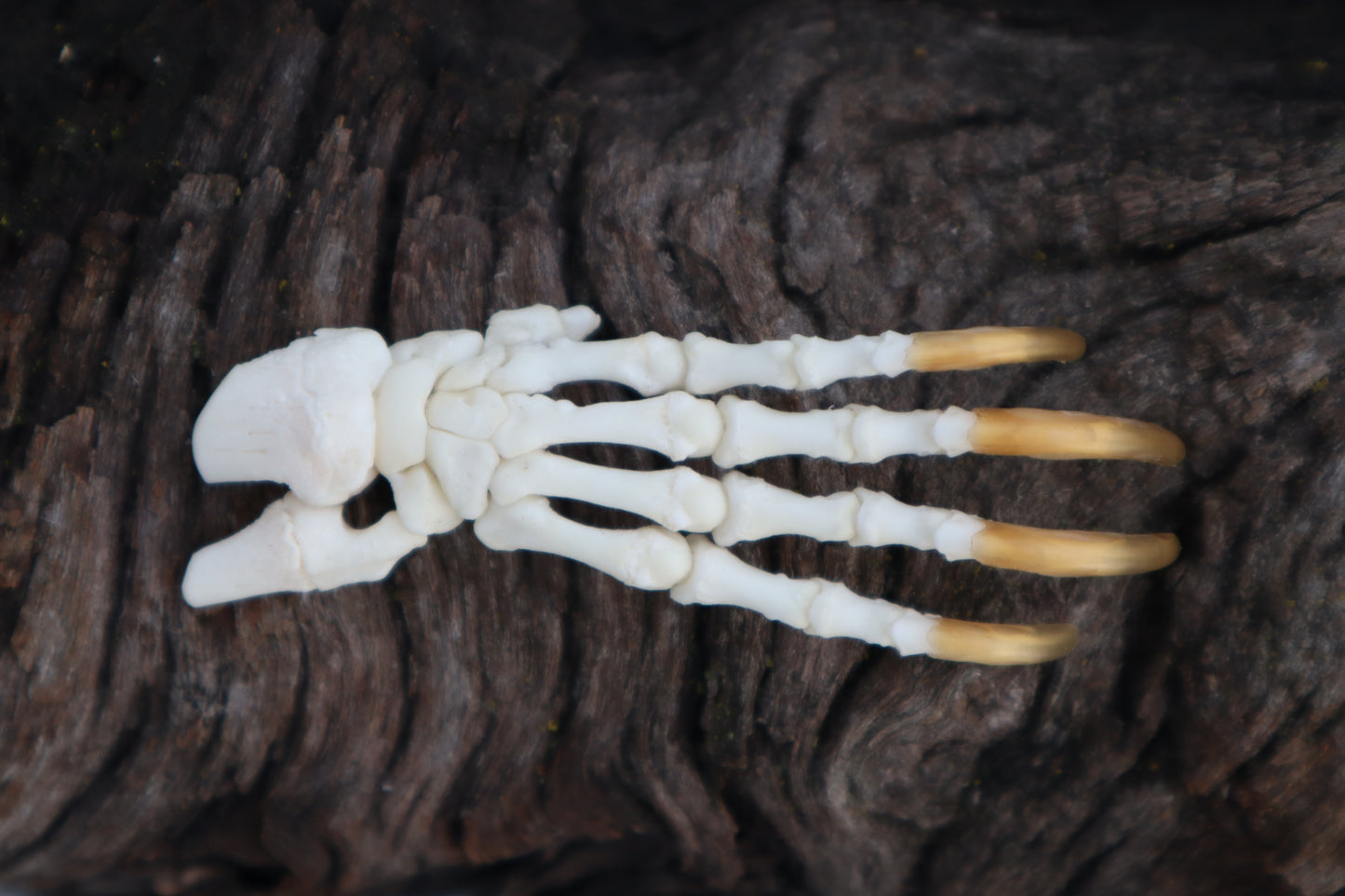 Porcupine Paw Articulation