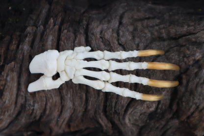 Porcupine Paw Articulation