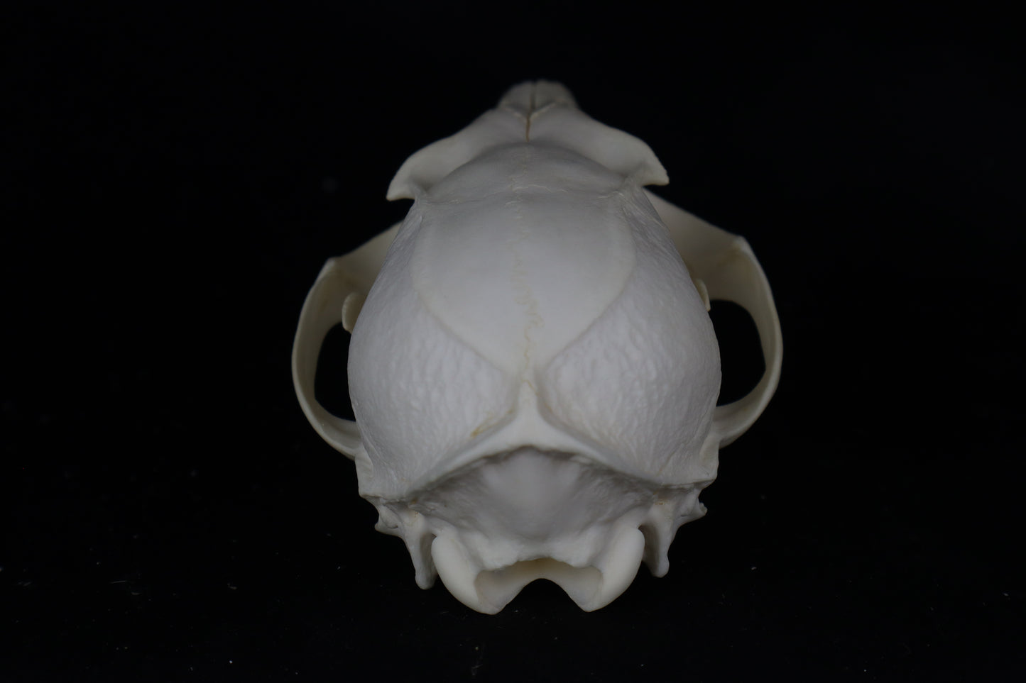 Gray Fox Skull