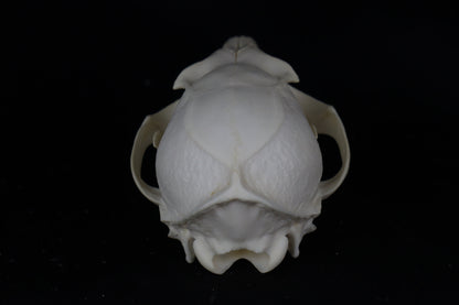 Gray Fox Skull