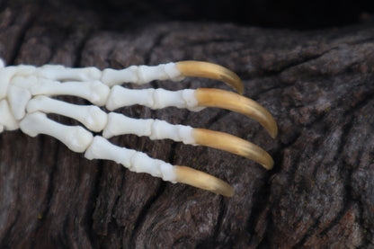 Porcupine Paw Articulation
