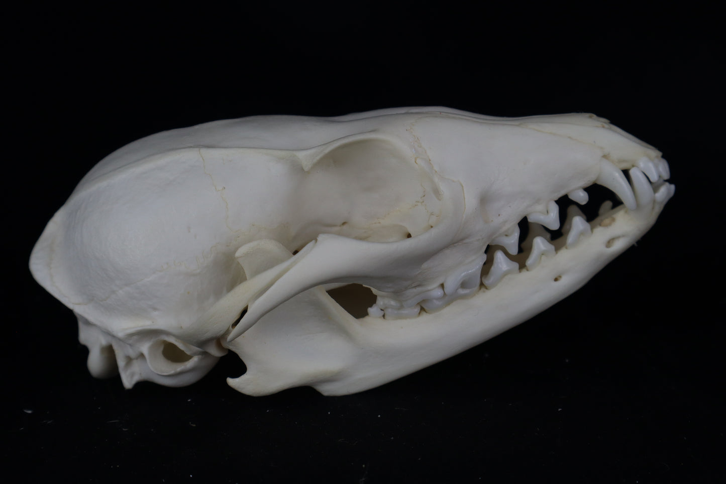 Gray Fox Skull