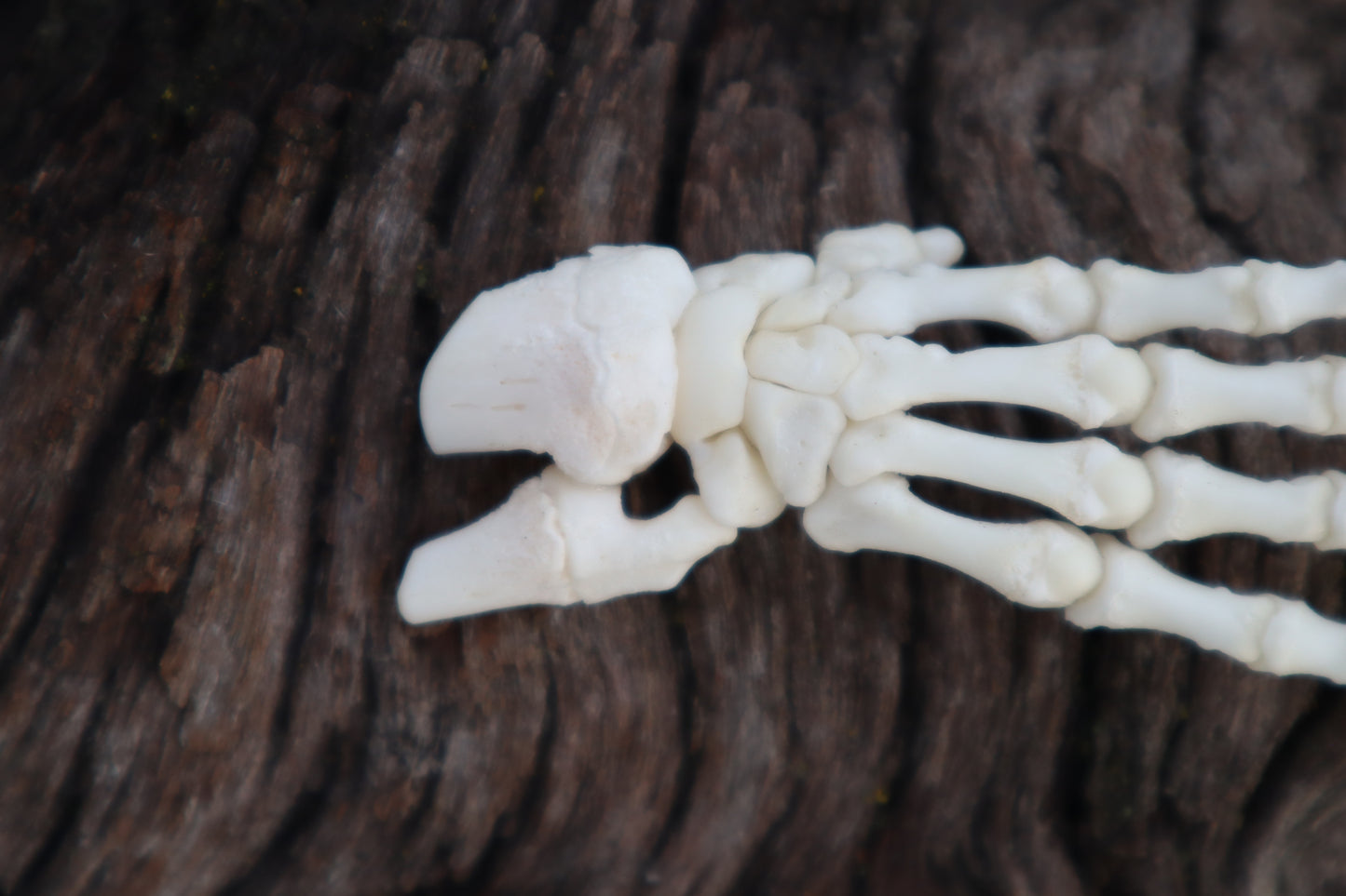 Porcupine Paw Articulation