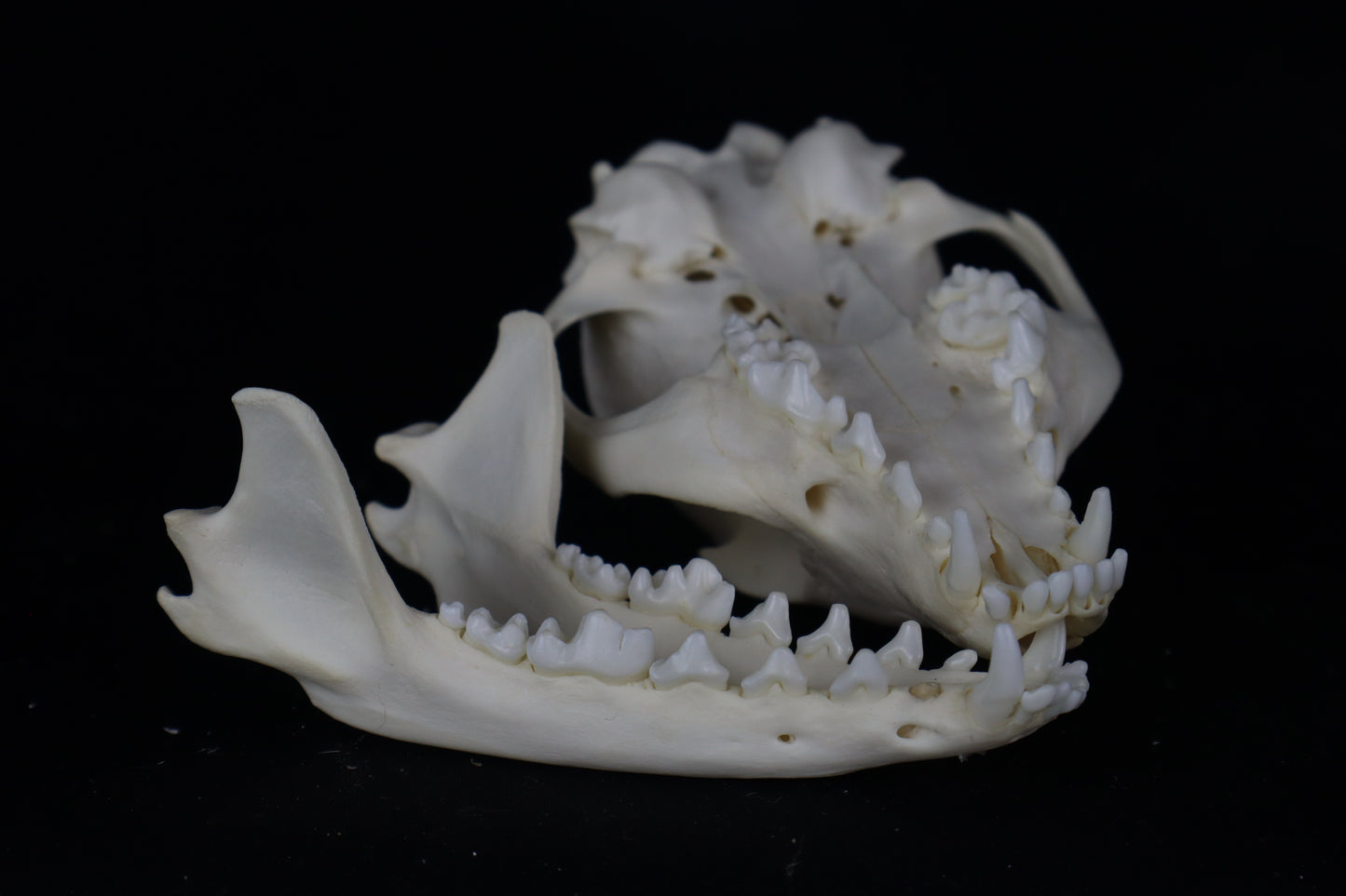 Gray Fox Skull