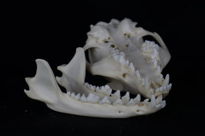 Gray Fox Skull
