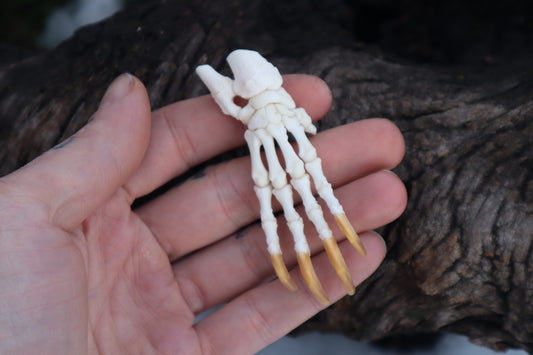 Porcupine Paw Articulation