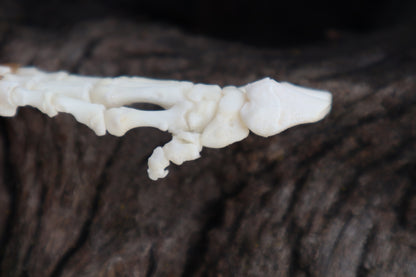 Porcupine Paw Articulation