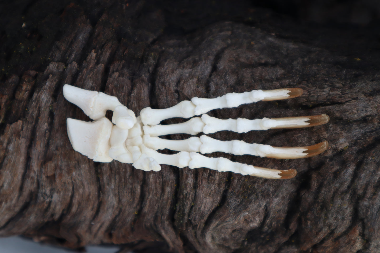 Porcupine Paw Articulation
