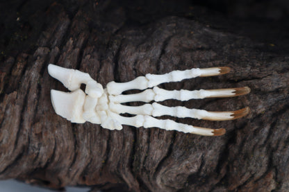 Porcupine Paw Articulation