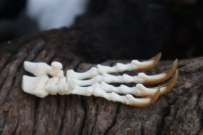 Porcupine Paw Articulation