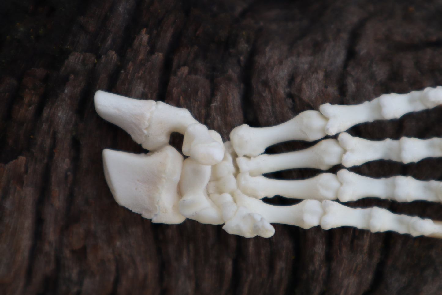 Porcupine Paw Articulation