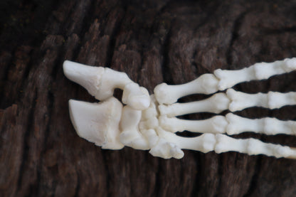 Porcupine Paw Articulation