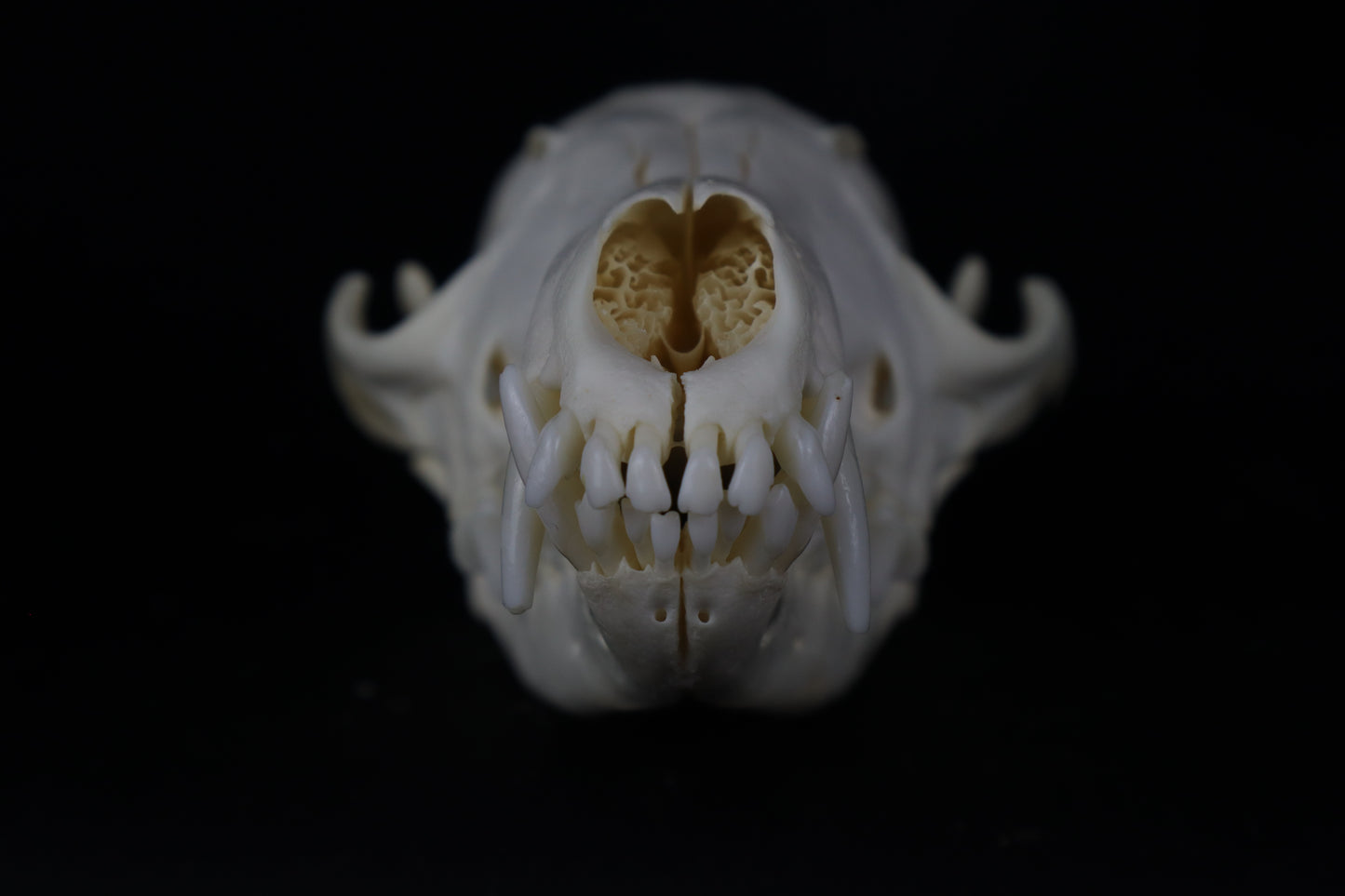 Red Fox Skull
