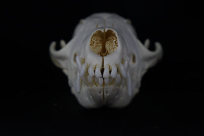 Red Fox Skull