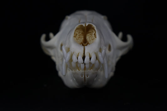Red Fox Skull