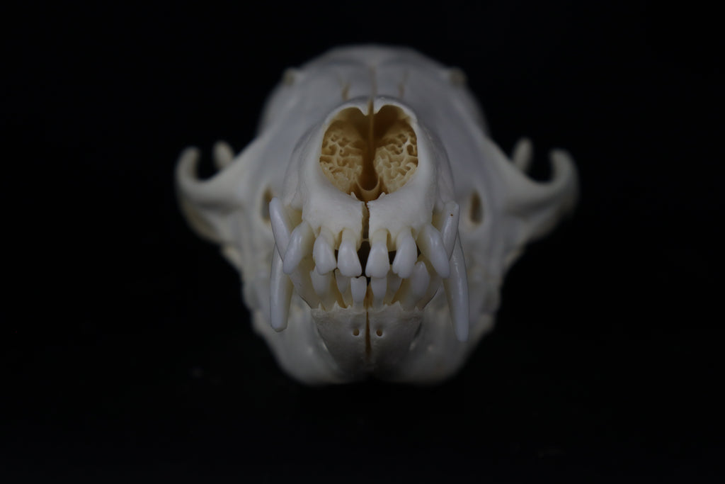 Red Fox Skull
