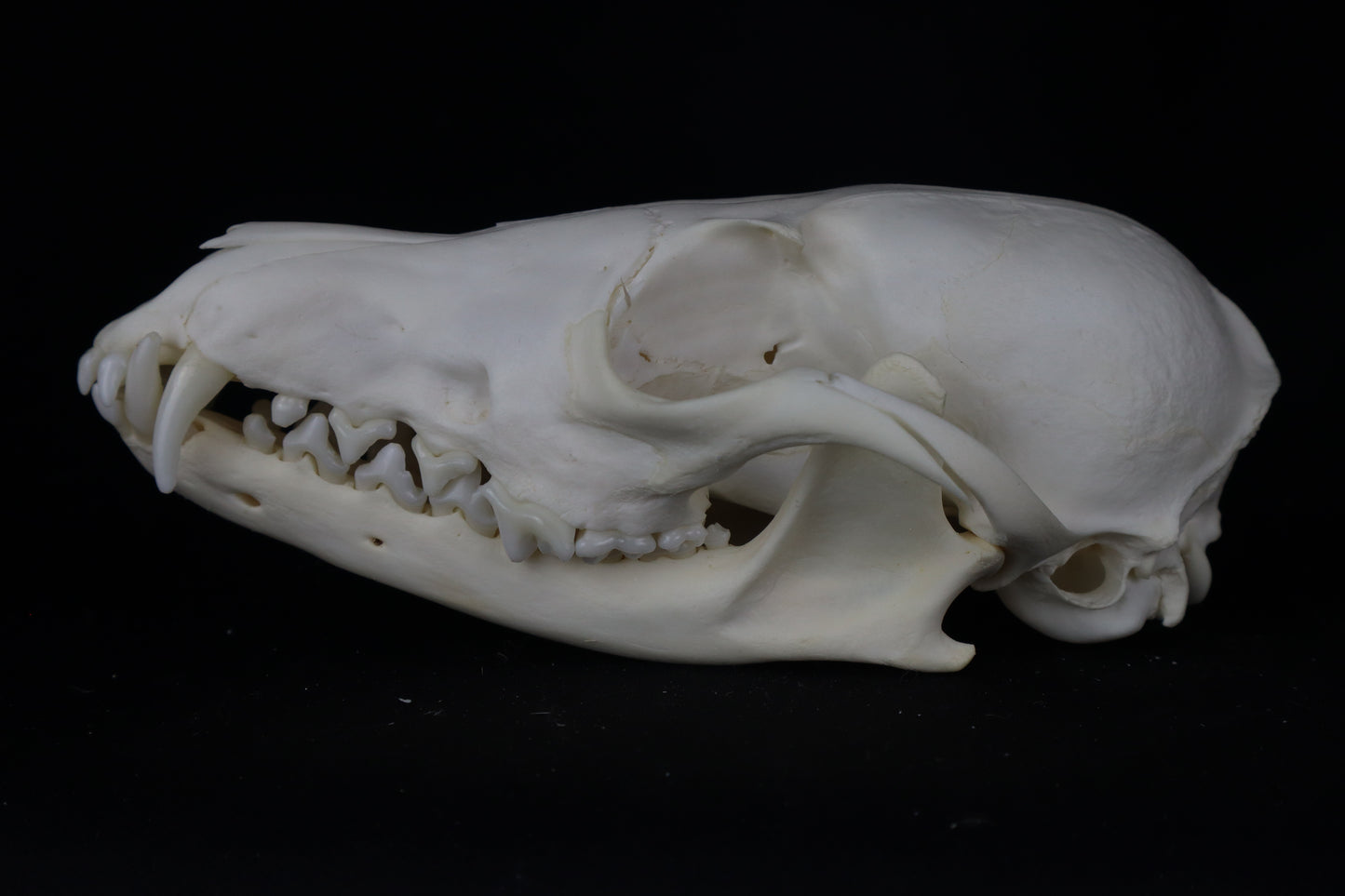 Red Fox Skull