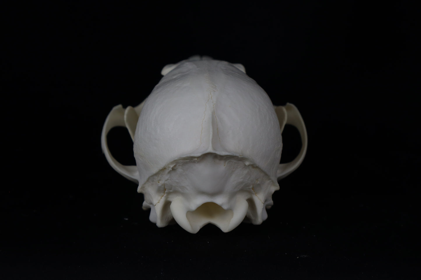 Red Fox Skull