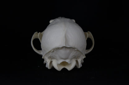 Red Fox Skull
