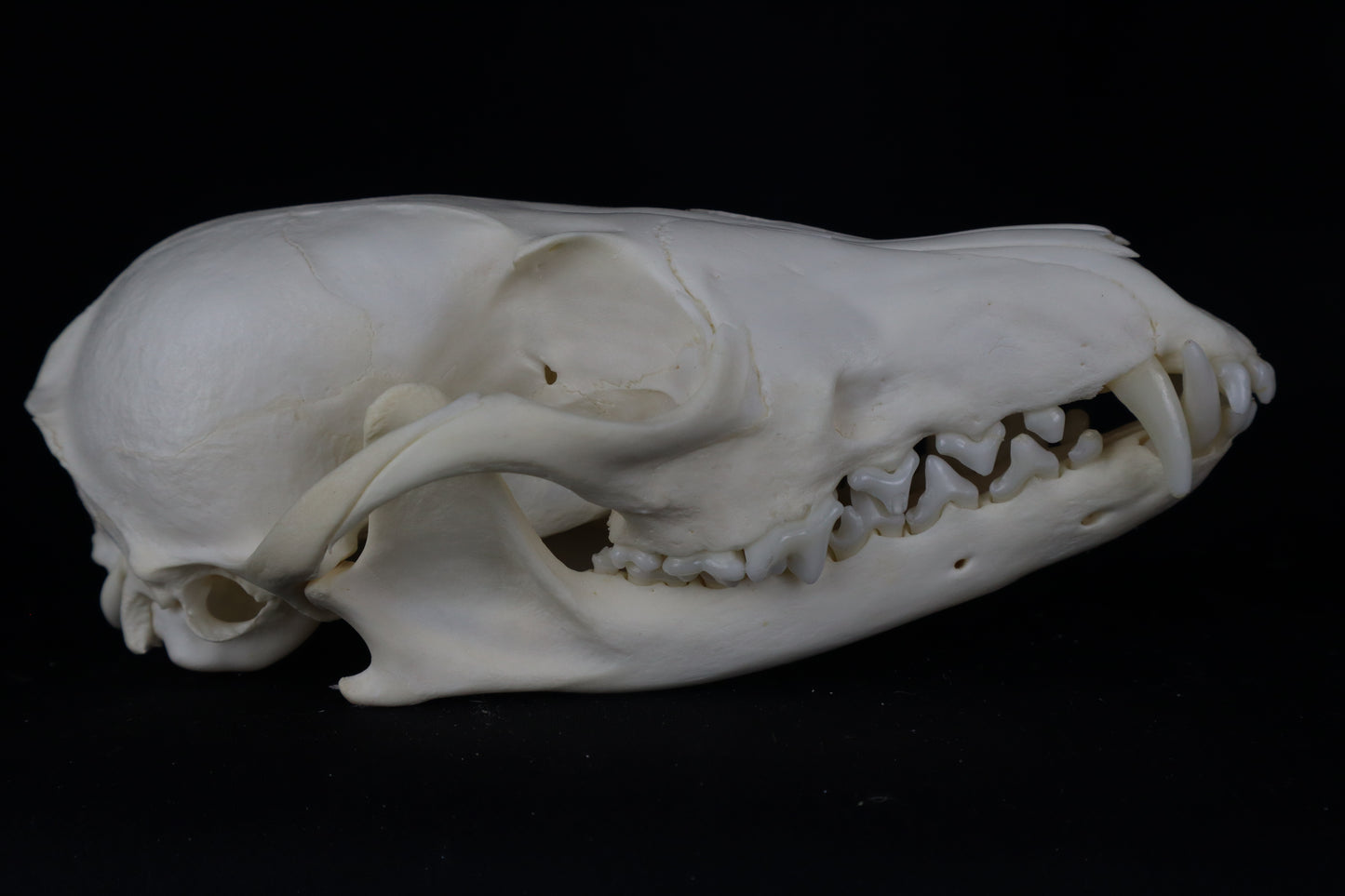 Red Fox Skull