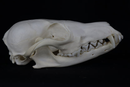Red Fox Skull