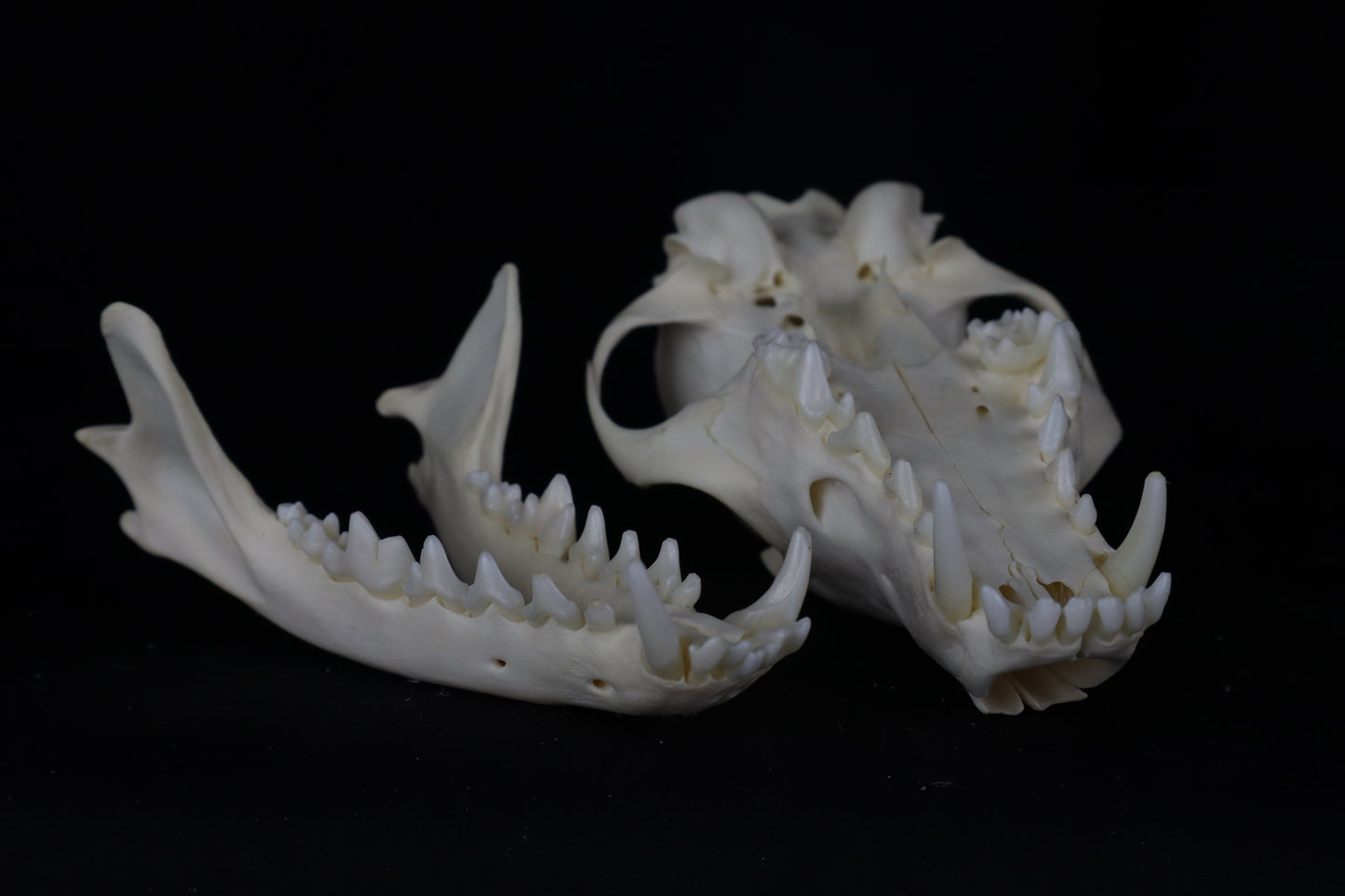 Red Fox Skull