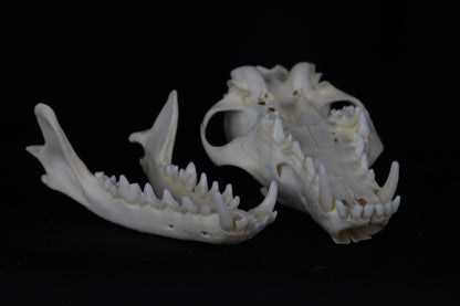 Red Fox Skull
