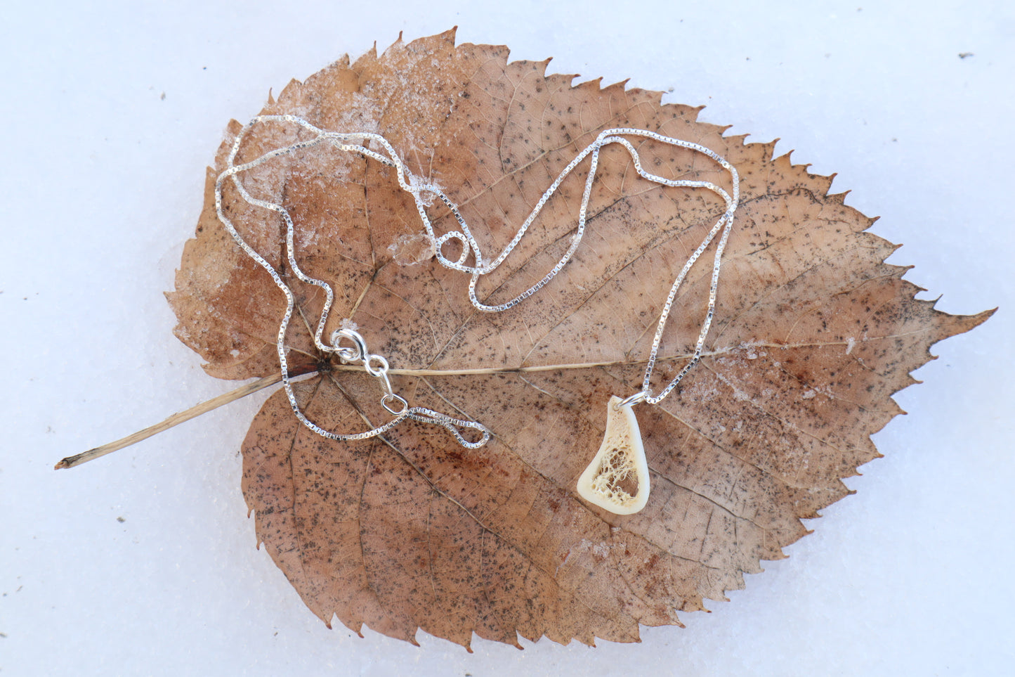 Red Fox Tibia Slice Necklace