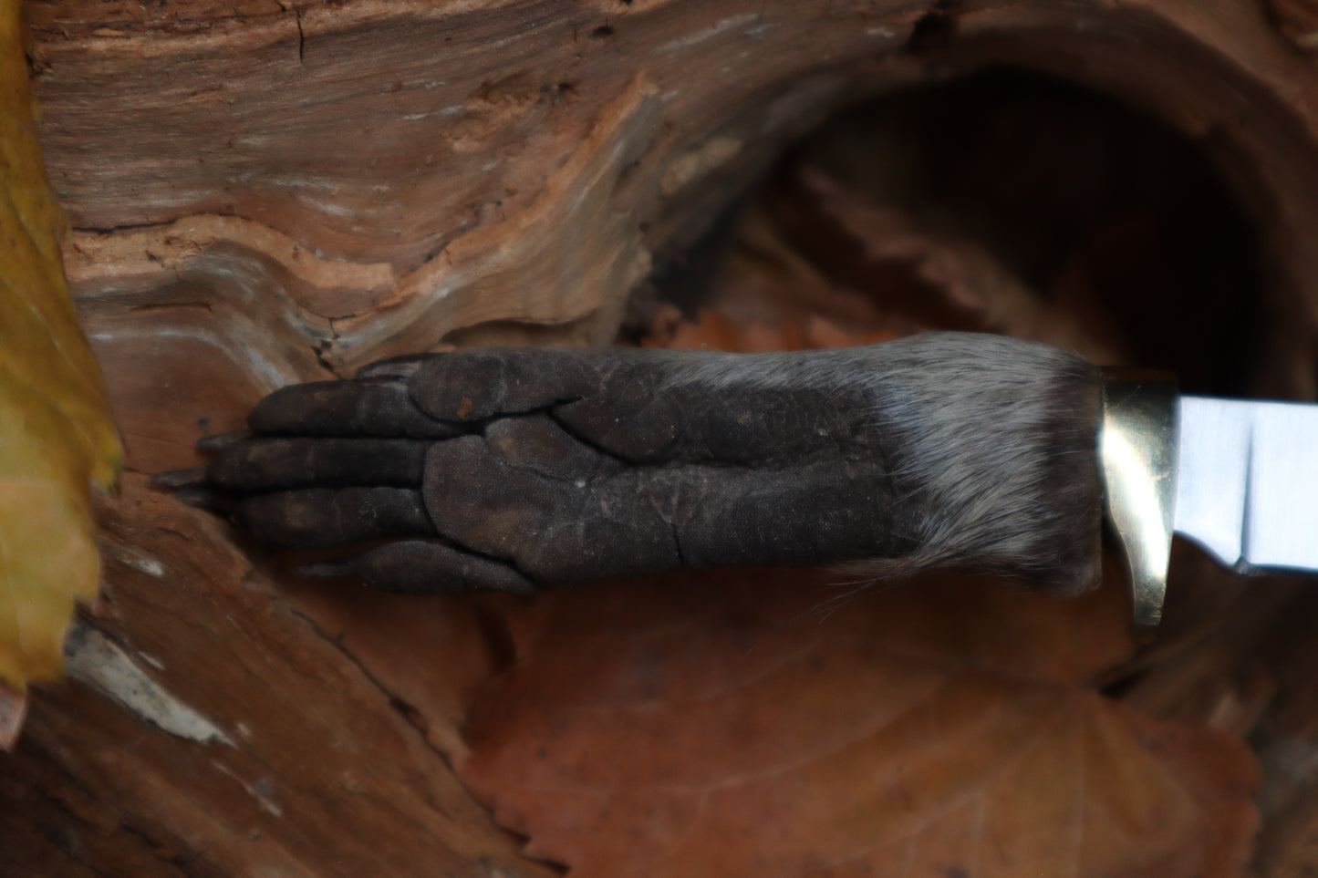 Raccoon Paw Knife