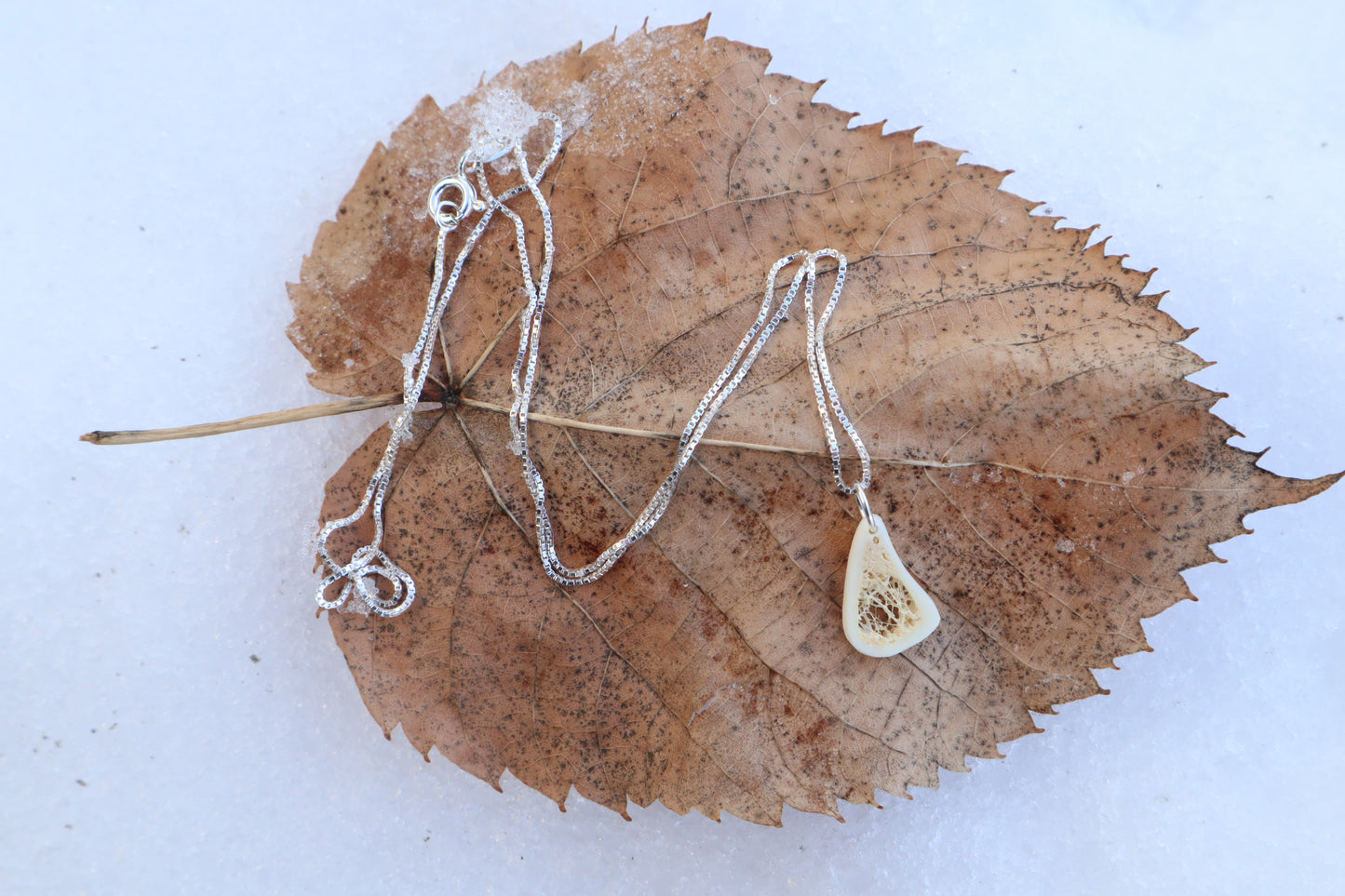 Red Fox Tibia Slice Necklace