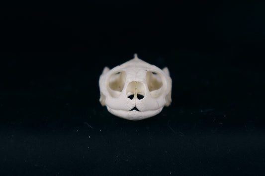 Red Eared Slider Skull
