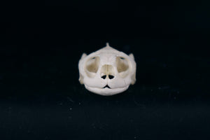 Red Eared Slider Skull