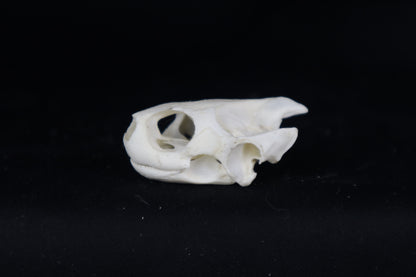 Red Eared Slider Skull