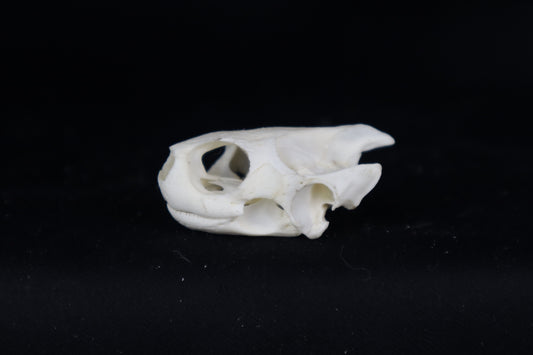 Red Eared Slider Skull
