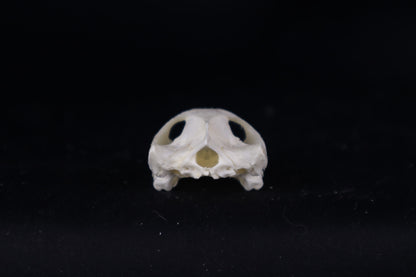 Red Eared Slider Skull