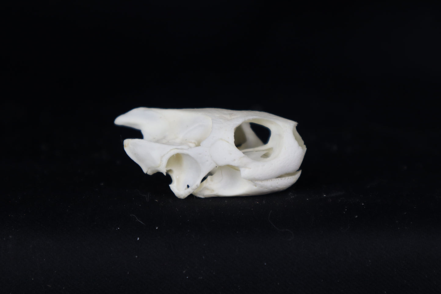 Red Eared Slider Skull
