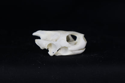 Red Eared Slider Skull