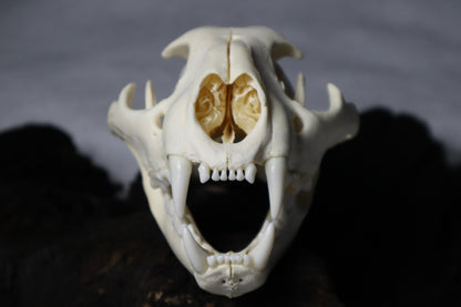 Mountain Lion Skull