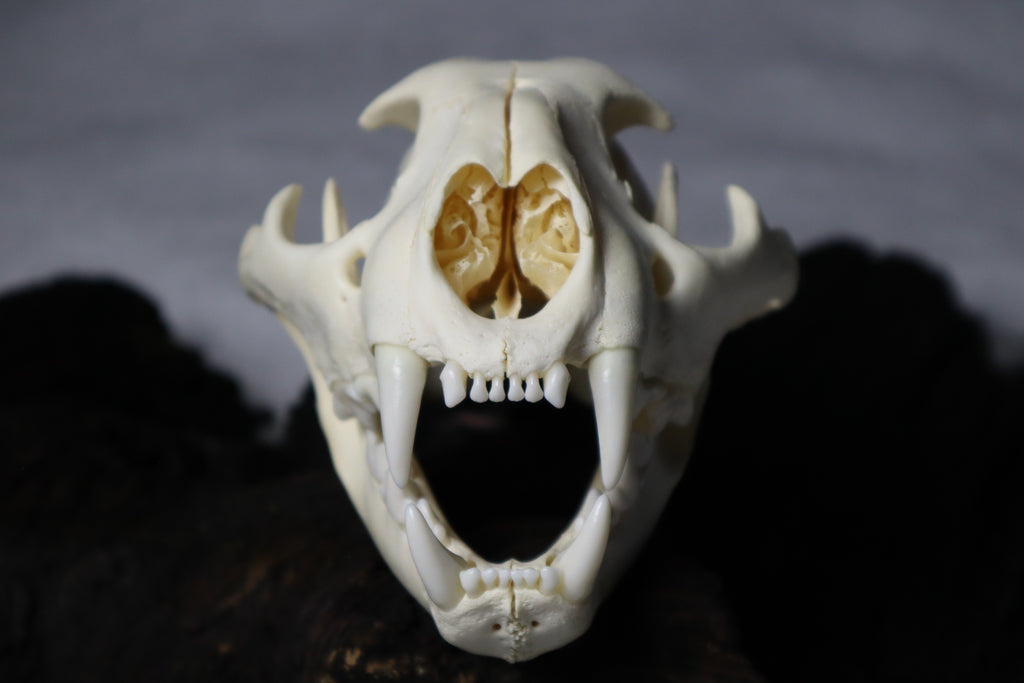 Mountain Lion Skull