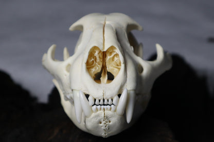 Mountain Lion Skull
