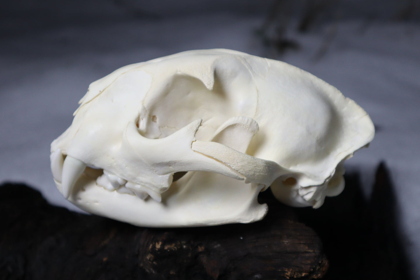Mountain Lion Skull