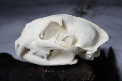 Mountain Lion Skull