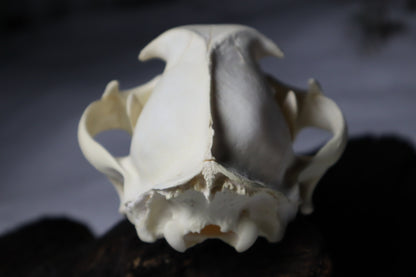 Mountain Lion Skull