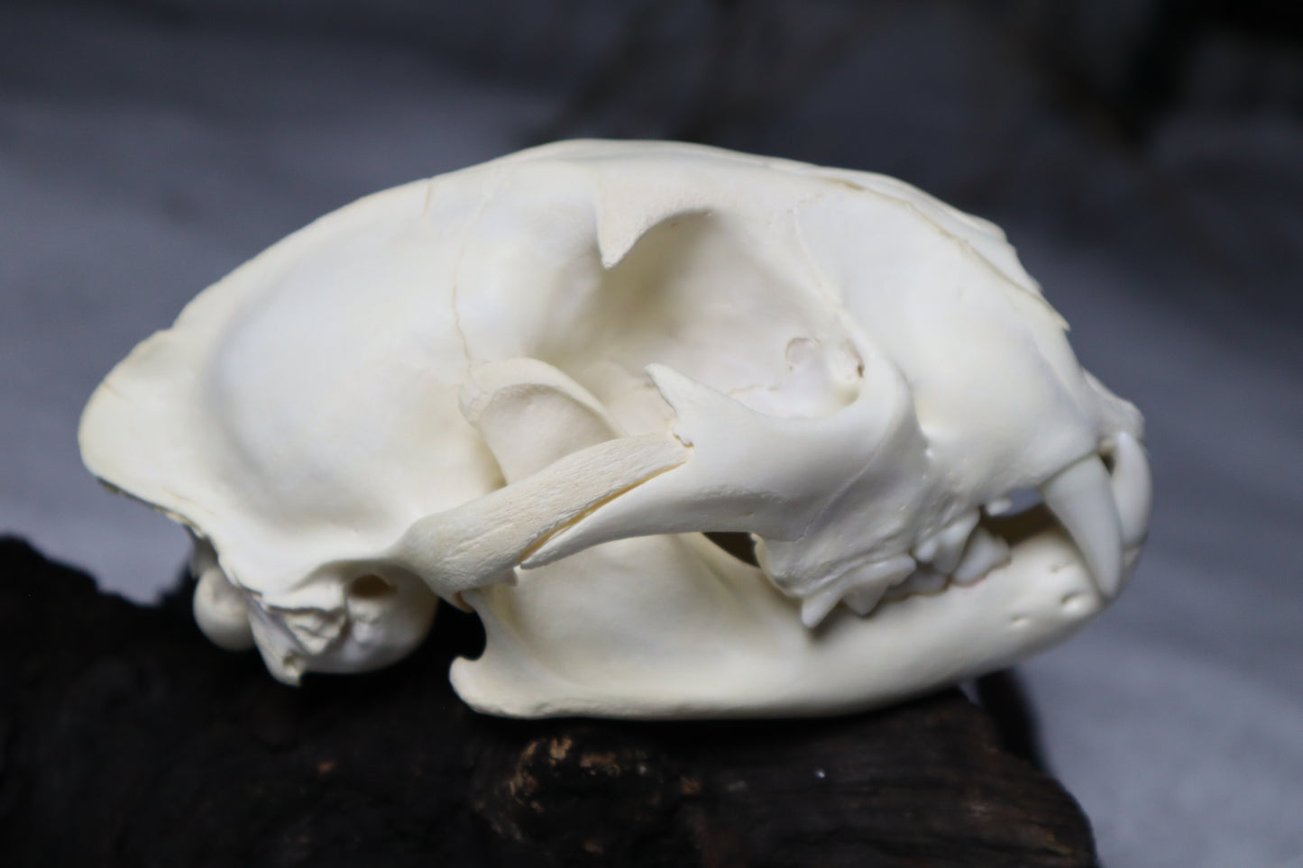 Mountain Lion Skull