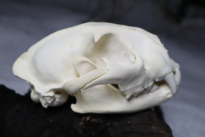 Mountain Lion Skull